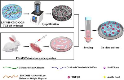 Low-Molecular-Weight Heparin-Functionalized Chitosan-Chondroitin Sulfate Hydrogels for Controlled Release of TGF-β3 and in vitro Neocartilage Formation